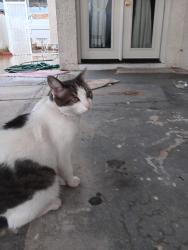 Reunited Female Cat last seen 9th Street and Grovers, Phoenix, AZ 85022