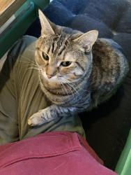 Lost Female Cat last seen Arnold Mountain Road, Stockbridge, VT 05772