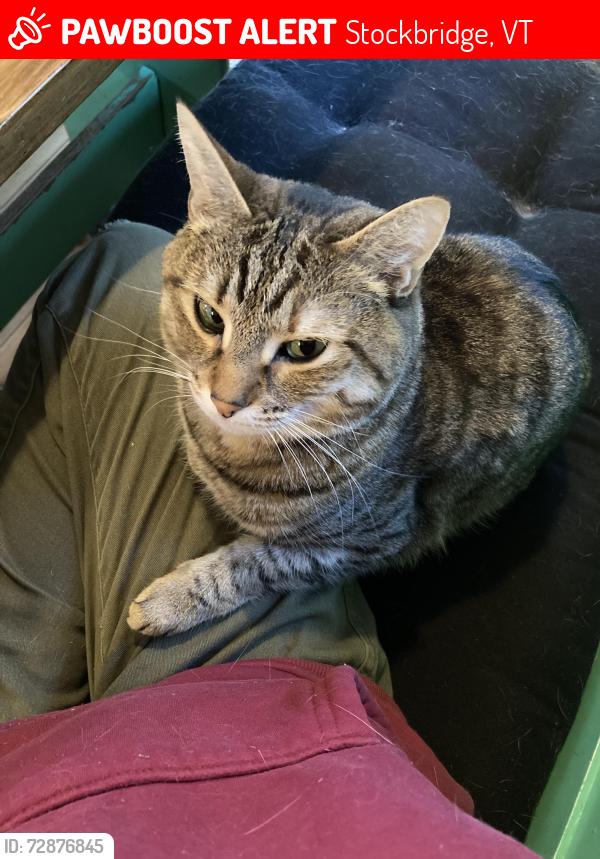 Lost Female Cat last seen Arnold Mountain Road, Stockbridge, VT 05772