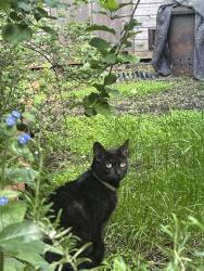 Reunited Female Cat last seen Arboretum Road, Worcestershire, England WR1