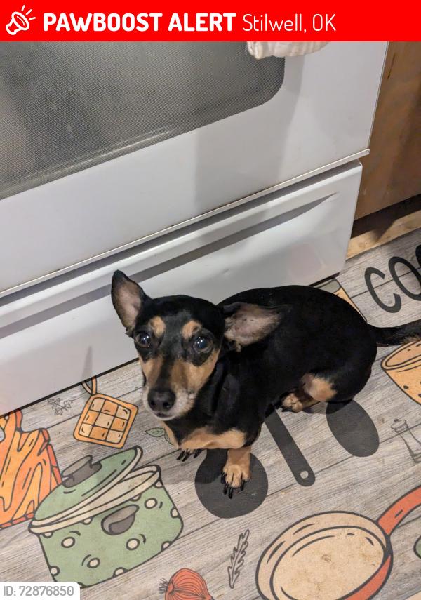 Lost Female Dog last seen Dahlonegah School, Stilwell, OK 74960