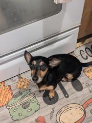 Lost Female Dog last seen Dahlonegah School, Stilwell, OK 74960