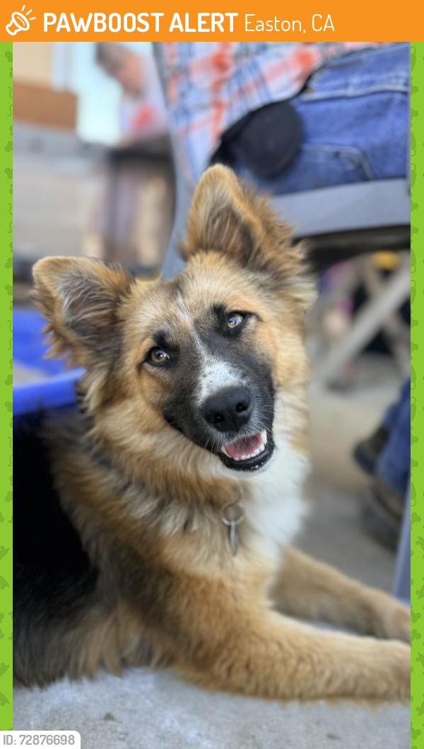 Found/Stray Female Dog last seen Easton area , Easton, CA 93706