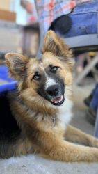 Found/Stray Female Dog last seen Easton area , Easton, CA 93706