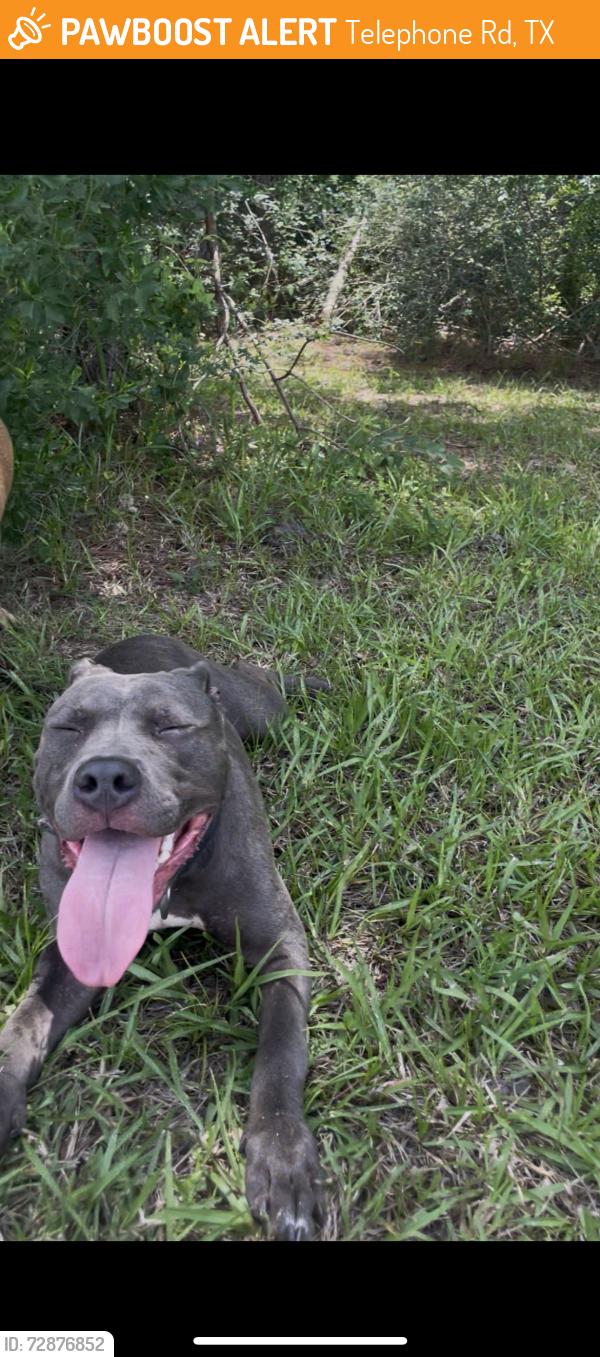 Found/Stray Female Dog last seen Near Fite Rd & the construction site, Telephone Rd, TX 77061