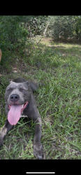 Found/Stray Female Dog last seen Near Fite Rd & the construction site, Telephone Rd, TX 77061