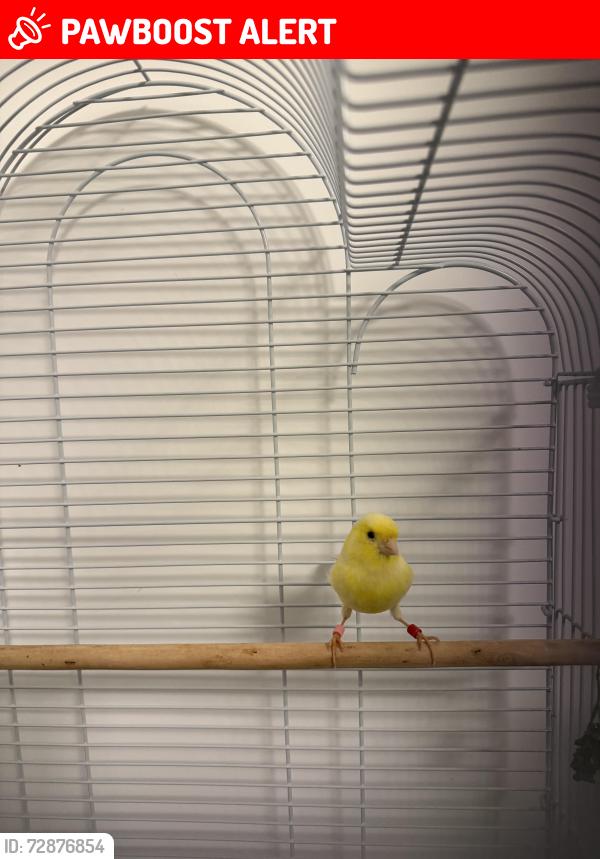 Lost Male Bird last seen yewtree cemetery , Merseyside, England L14 4BF