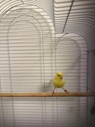 Lost Male Bird last seen yewtree cemetery , Merseyside, England L14 4BF