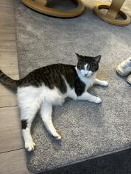 Reunited Female Cat last seen George Lane, Greater London, England E18 1AP