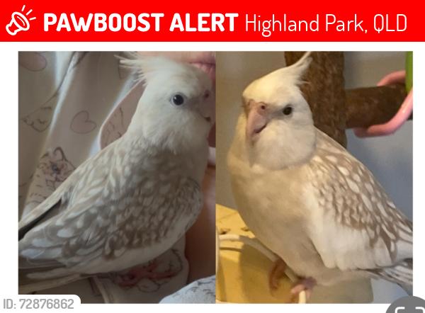 Lost Female Bird last seen Cuthero Court / Winderadeen Dr, Mayo Ct, Highland Park, QLD 4211