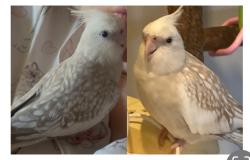 Lost Female Bird last seen Cuthero Court / Winderadeen Dr, Mayo Ct, Highland Park, QLD 4211