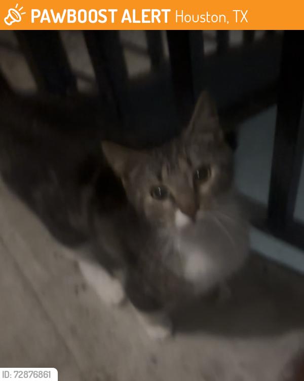 Found/Stray Male Cat last seen Hackett and North Loop 610, Houston, TX 77008