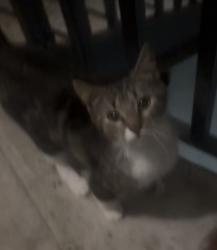 Found/Stray Male Cat last seen Hackett and North Loop 610, Houston, TX 77008