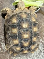 Lost Male Reptile last seen S McQueen and e Chandler heights , Chandler, AZ 85249
