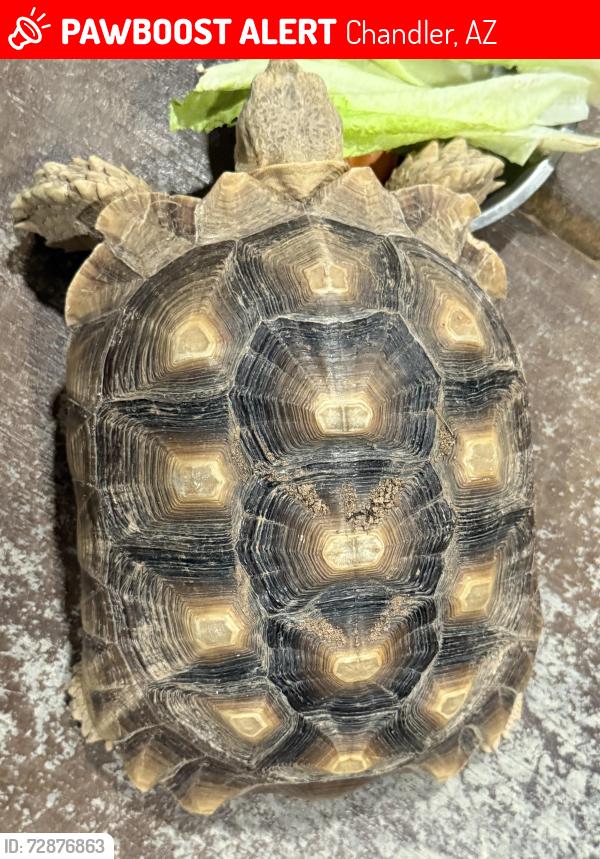 Lost Male Reptile last seen S McQueen and e Chandler heights , Chandler, AZ 85249