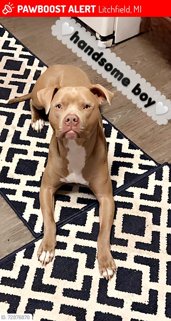 Lost Male Dog last seen McLain road & 49, Litchfield, MI 49252