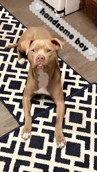 Lost Male Dog last seen McLain road & 49, Litchfield, MI 49252