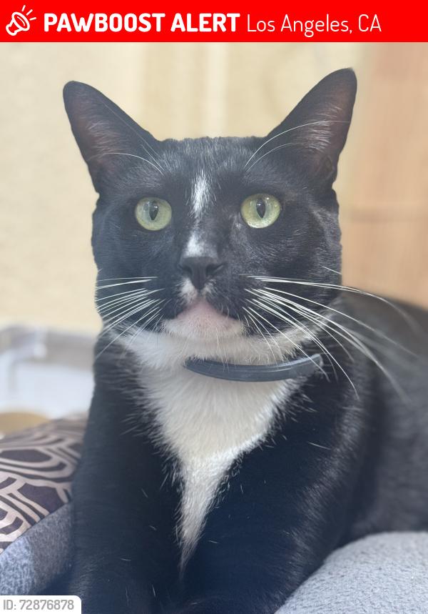 Lost Male Cat last seen Whittier , Los Angeles, CA 90023