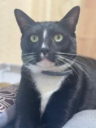 Lost Male Cat last seen Whittier , Los Angeles, CA 90023