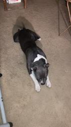 Found/Stray Male Dog last seen Us 12, Hillsdale County, MI 49250