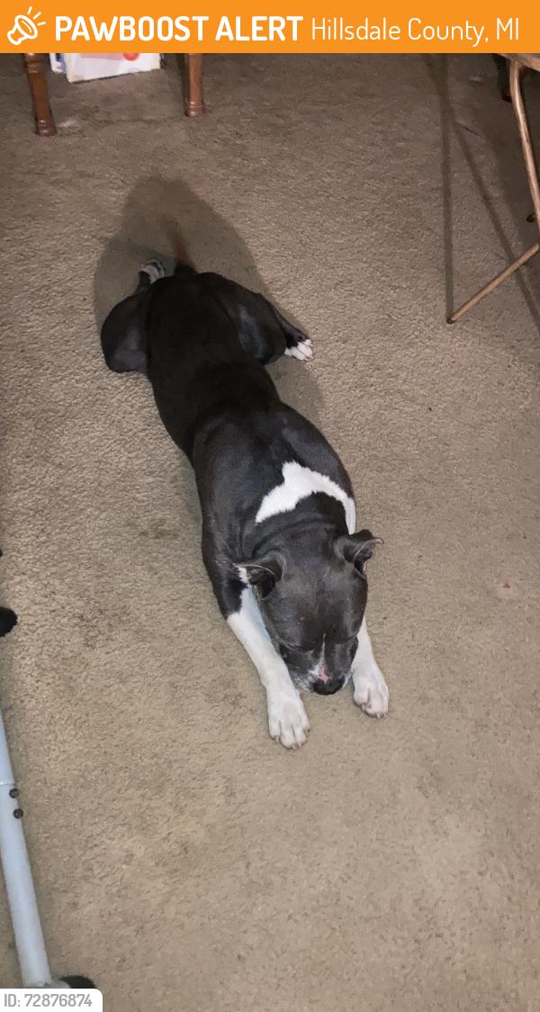 Found/Stray Male Dog last seen Us 12, Hillsdale County, MI 49250