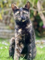 Reunited Female Cat last seen Watermoor Point, Gloucestershire, England GL7 1LF
