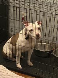 Lost Female Dog last seen Abington Ave, Detroit, MI 48227