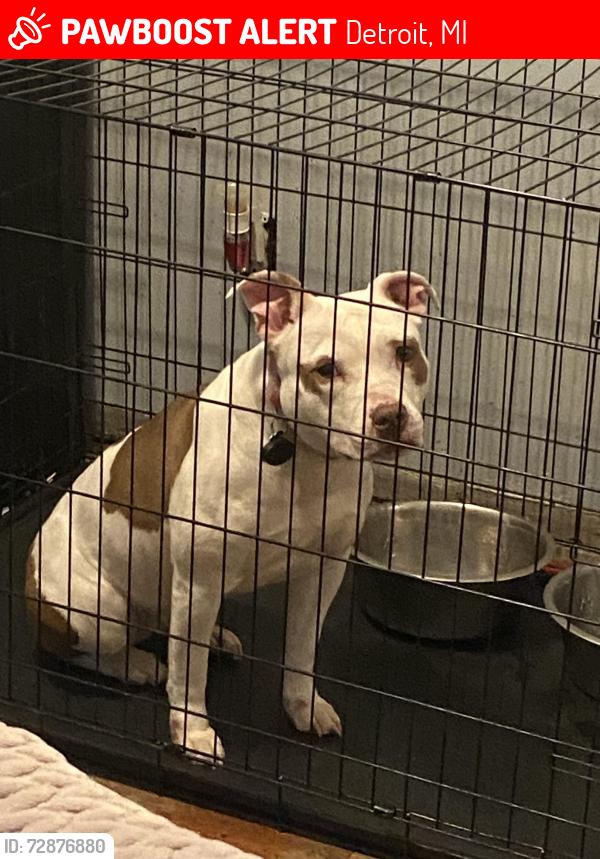 Lost Female Dog last seen Abington Ave, Detroit, MI 48227