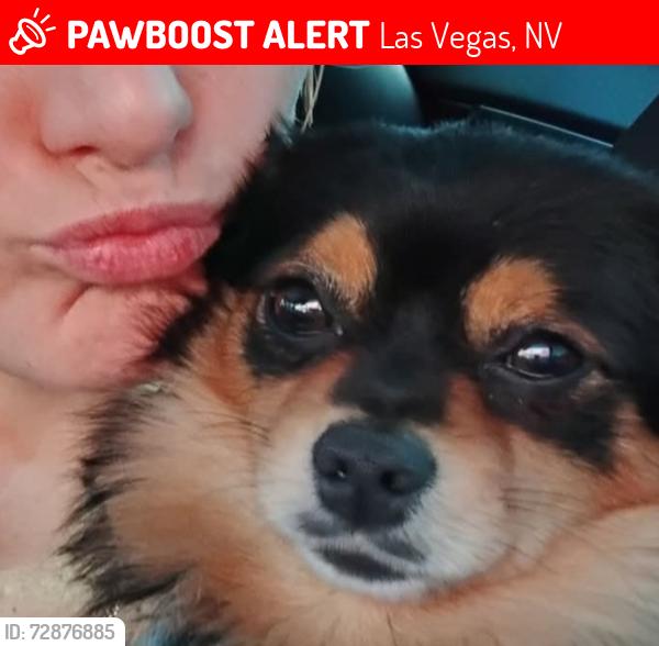 Lost Male Dog last seen Near Speedway Blvd, Las Vegas, NV 89115, Las Vegas, NV 89115