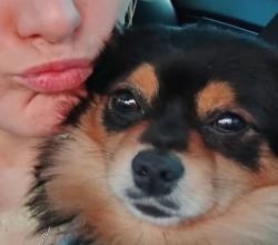 Lost Male Dog last seen Near Speedway Blvd, Las Vegas, NV 89115, Las Vegas, NV 89115