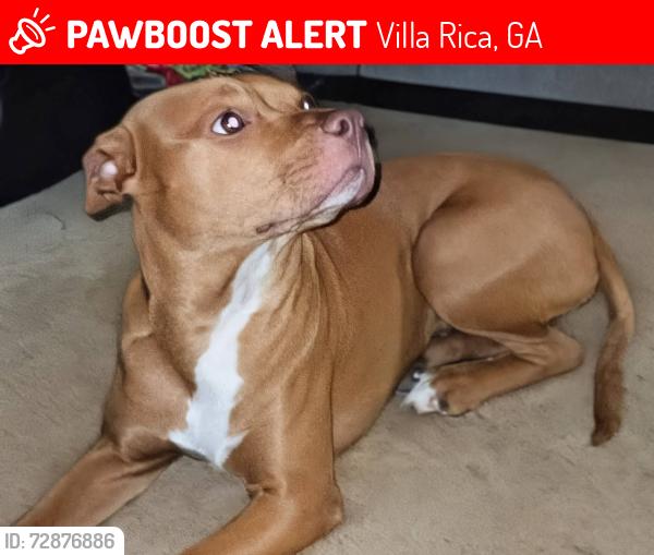 Lost Female Dog last seen Near & 78 hwy villa Rica Ga , Villa Rica, GA 30180