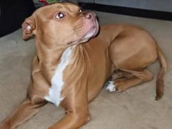 Lost Female Dog last seen Near & 78 hwy villa Rica Ga , Villa Rica, GA 30180