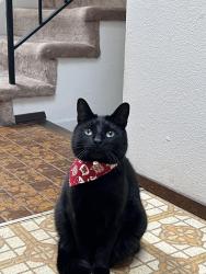 Lost Male Cat last seen M st, Tacoma, WA 98403