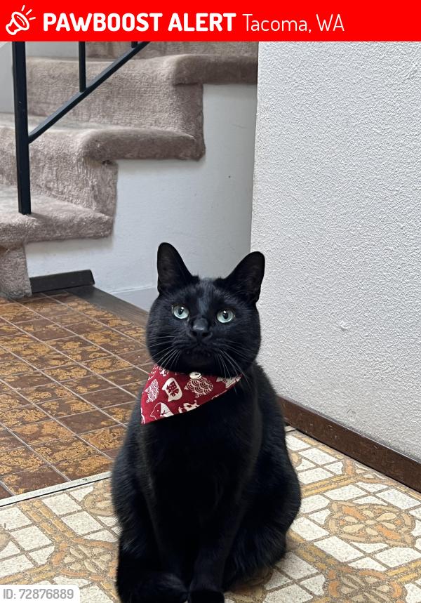 Lost Male Cat last seen M st, Tacoma, WA 98403