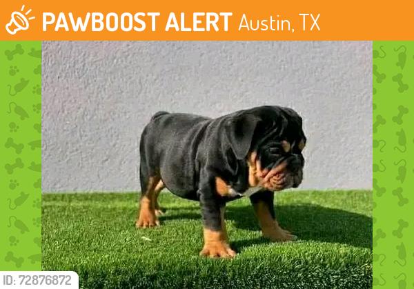 Found/Stray Female Dog last seen Austin Texas , Austin, TX 78725