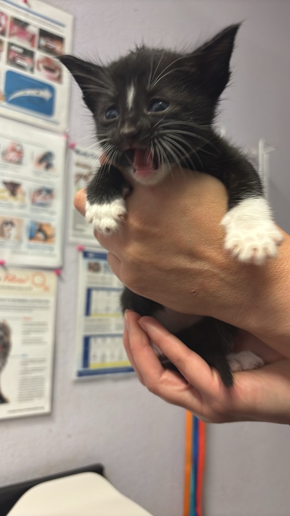 Shelter Stray Male Cat last seen Bexar County, New Braunfels, TX 78130