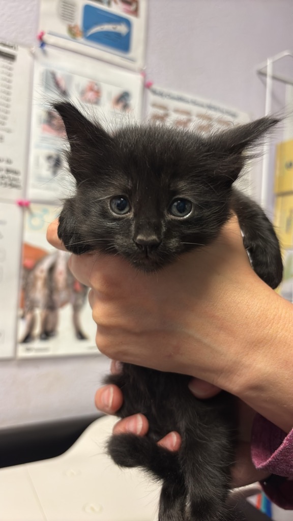 Shelter Stray Female Cat last seen Bexar County, New Braunfels, TX 78130