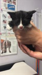 Shelter Stray Female Cat last seen Bexar County, New Braunfels, TX 78130