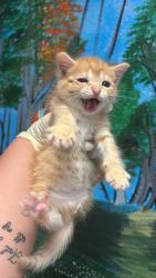 Shelter Stray Female Cat last seen Bexar County, New Braunfels, TX 78130