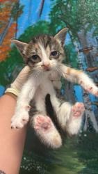 Shelter Stray Female Cat last seen Bexar County, New Braunfels, TX 78130