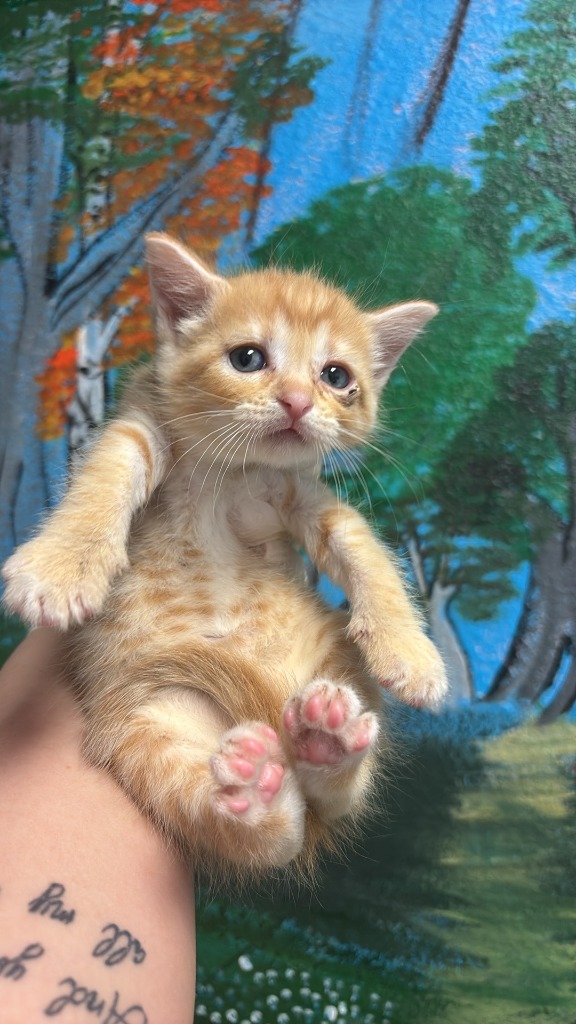 Shelter Stray Female Cat last seen Bexar County, New Braunfels, TX 78130