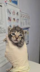 Shelter Stray Male Cat last seen Bexar County, New Braunfels, TX 78130