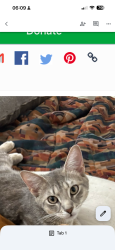 Lost Female Cat last seen Marshal street, Norristown, PA 19401