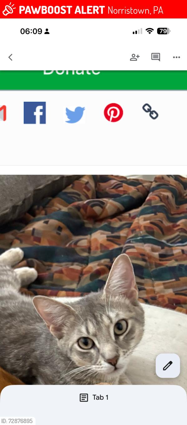 Lost Female Cat last seen Marshal street, Norristown, PA 19401