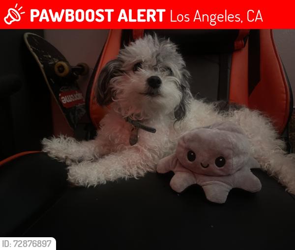 Lost Female Dog last seen Van nuys , Los Angeles, CA 91405