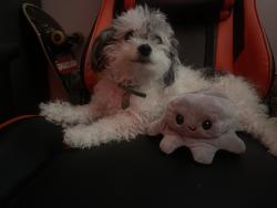 Lost Female Dog last seen Van nuys , Los Angeles, CA 91405