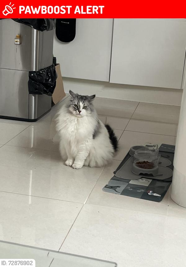 Lost Female Cat last seen Fairlawn Avenue, Greater London, England DA7