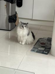 Lost Female Cat last seen Fairlawn Avenue, Greater London, England DA7