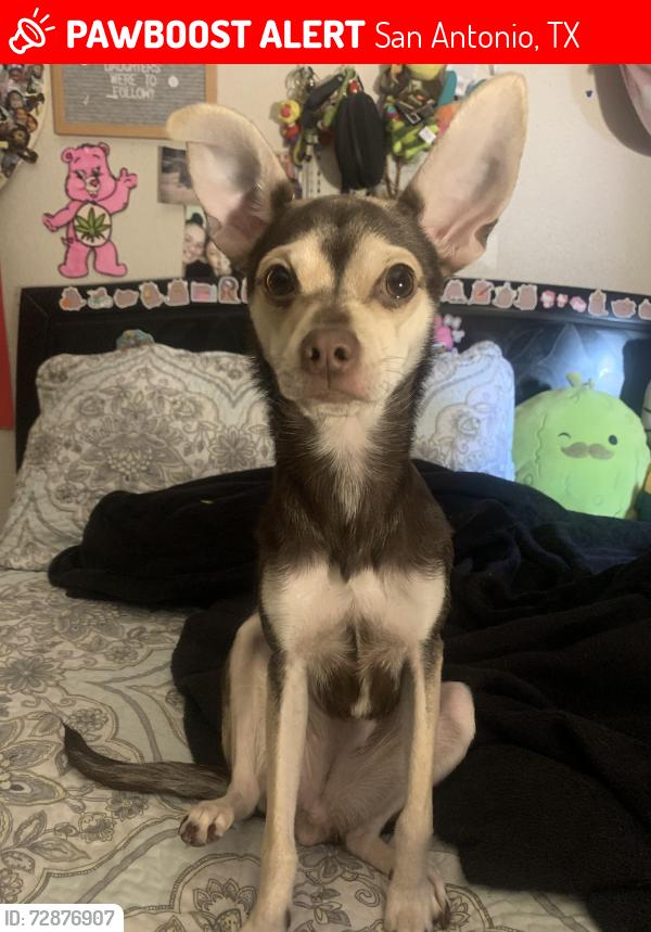 Lost Female Dog last seen hot wells boulevard and new braunfels , San Antonio, TX 78223