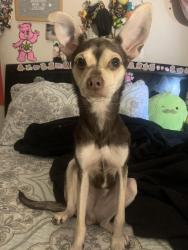 Lost Female Dog last seen hot wells boulevard and new braunfels , San Antonio, TX 78223
